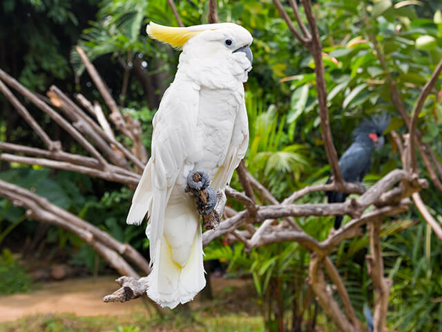 Cacatua - tudo sobre ave