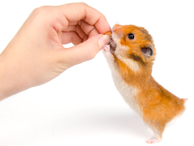 hamster fofo