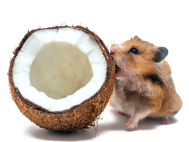 roedor hamster 