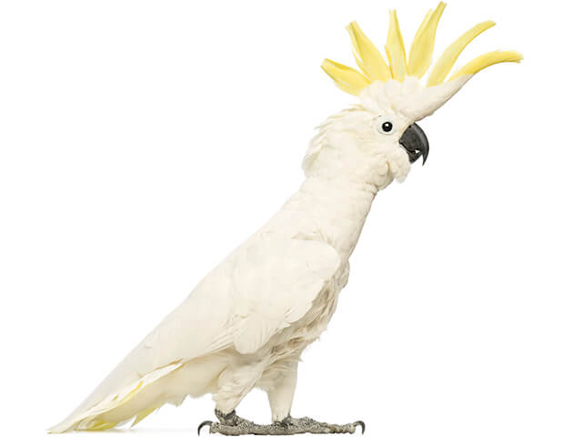 Cacatua Galerita - 