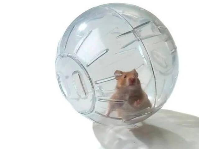 Bola para hamster 