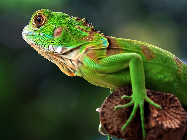 Iguana de estima&ccedil;&atilde;o