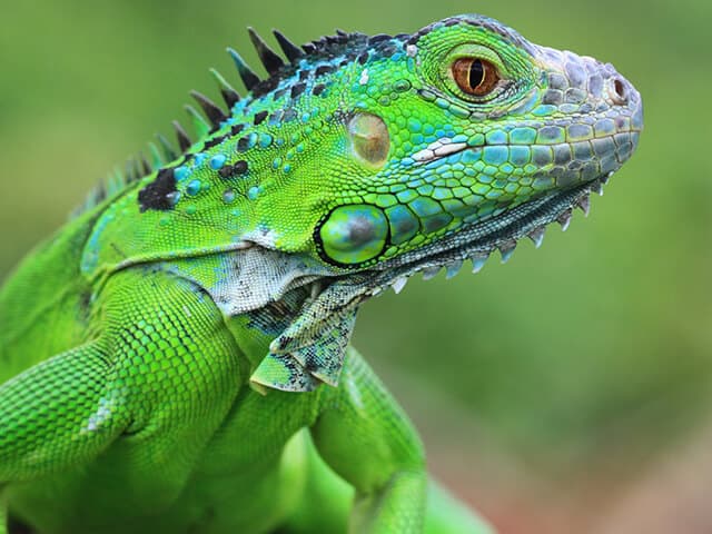 Pode ser uma boa ideia ter uma iguana de estima&ccedil;&atilde;o