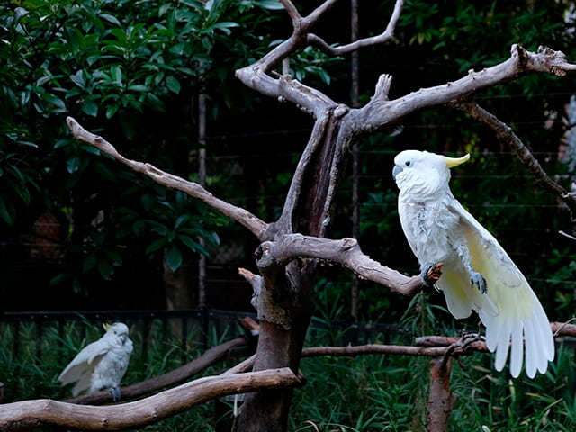 Ambiente ideal para Cacatua