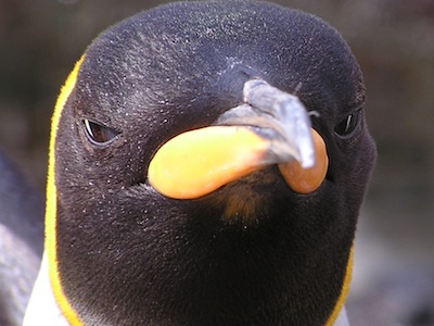 Angry Penguin