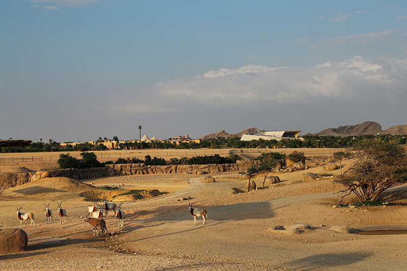 al ain zoo