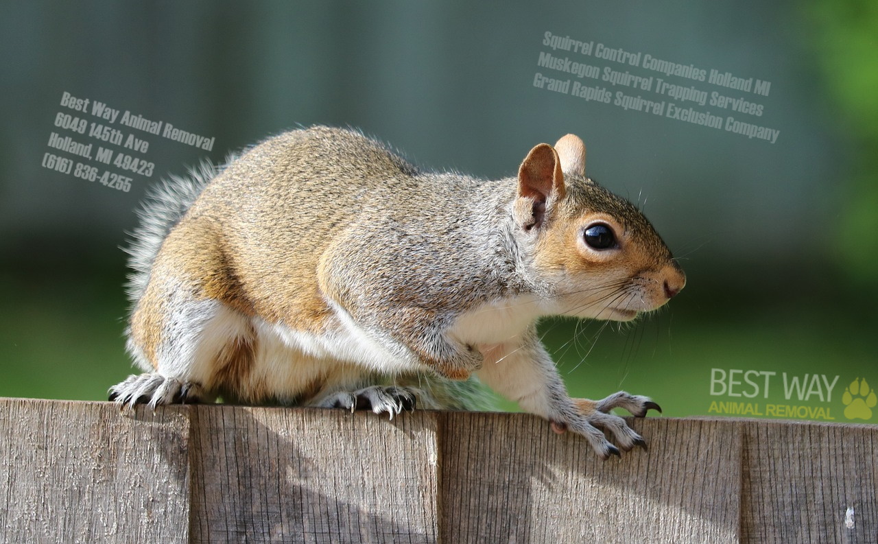 squirrel on fence