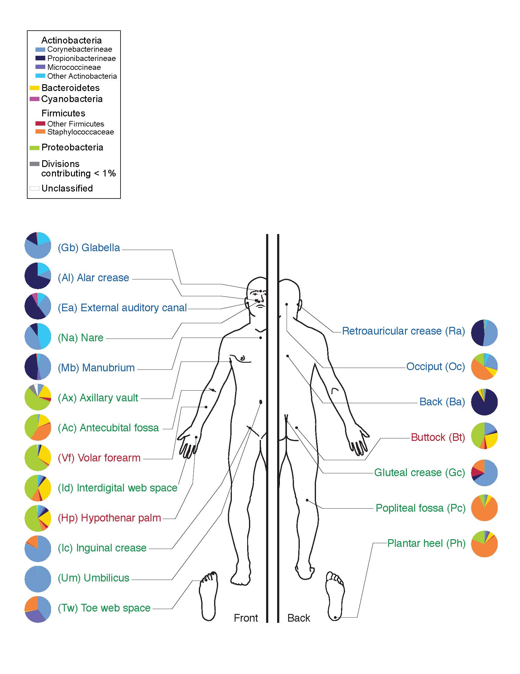 Human microbiota