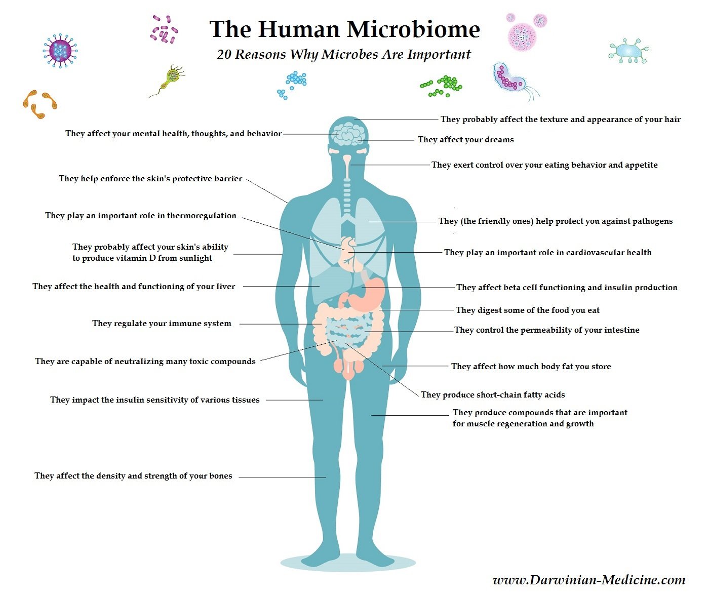 The Human Microbiome