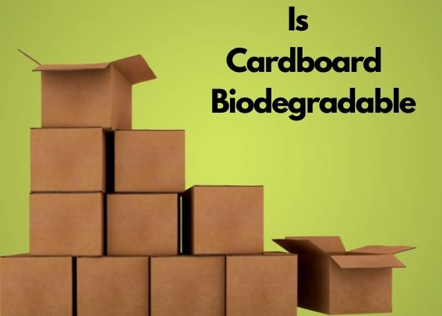 is cardboard biodegradable